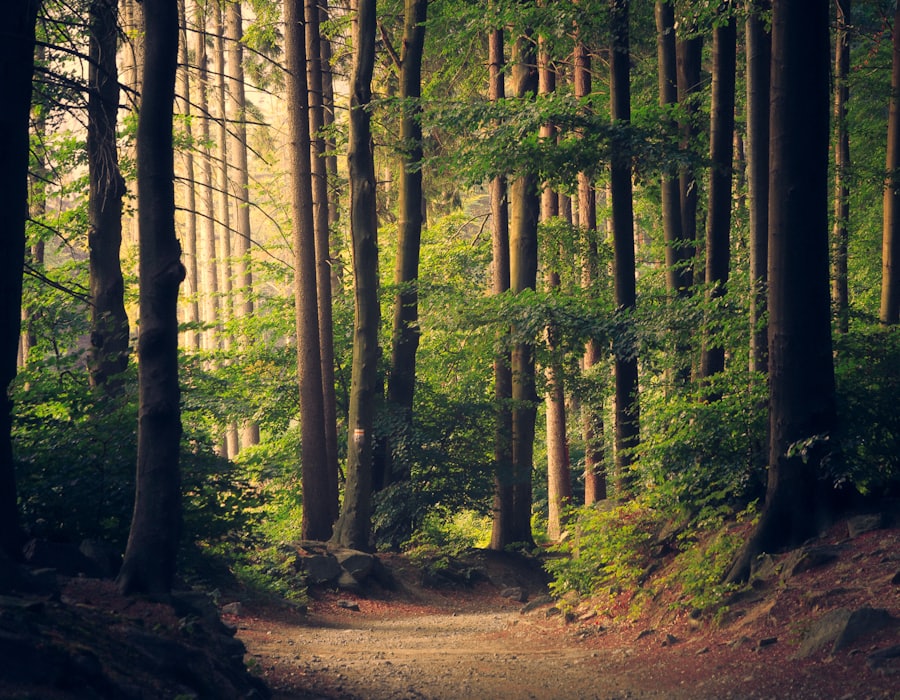 Forest path
