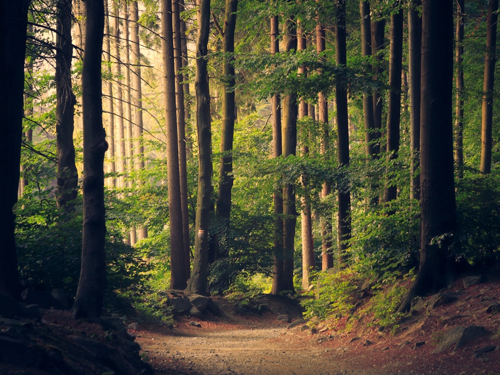 Forest collection