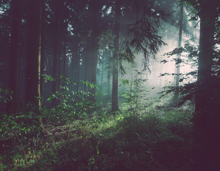 Forest Light