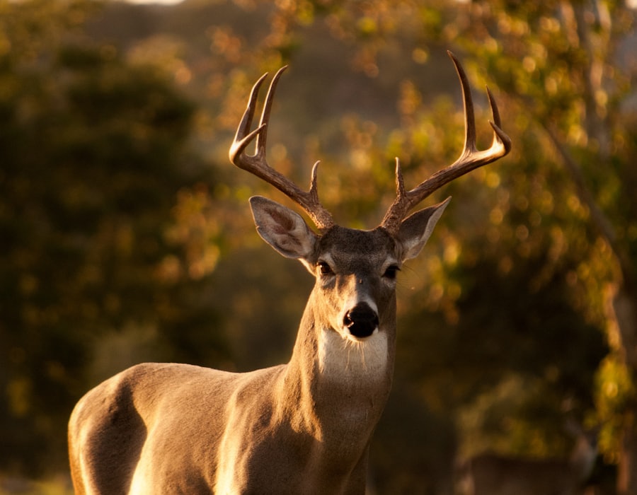 Wildlife